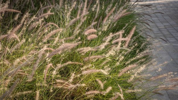 カタールの公園のMohlenbergiaカピラリスまたはペルナイル草(ホットゾーン)) - 写真・画像