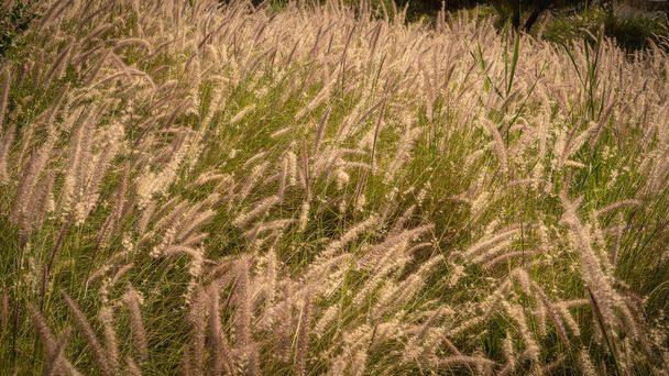 カタールの公園のMohlenbergiaカピラリスまたはペルナイル草(ホットゾーン)) - 写真・画像