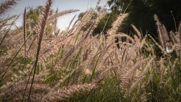 Muhlenbergia capillaris or perennail grass in qatar parks (hot zone) - Photo, Image