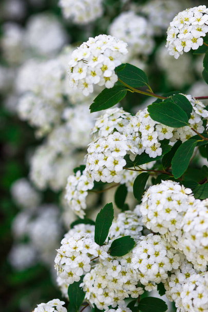 Flowering white Garland Spirea Spiraea arguta , Brides wreath. - Photo, Image