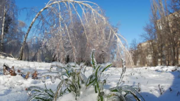 Замороженные ветви деревьев в деталях зимнего пейзажа - Кадры, видео