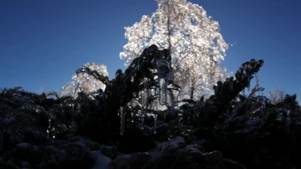 Замороженные ветви деревьев в деталях зимнего пейзажа - Кадры, видео