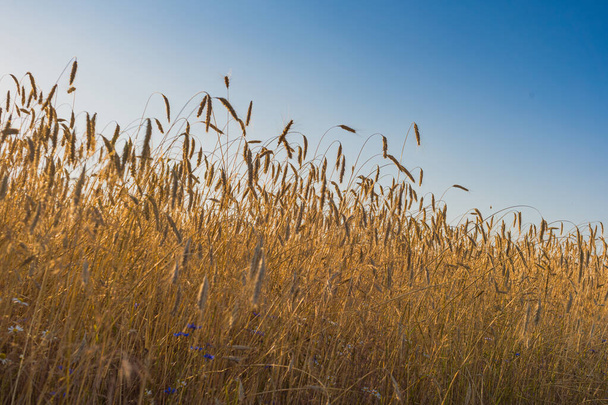 Orelhas de trigo crescendo no campo durante o verão. Tiro de perto. - Foto, Imagem