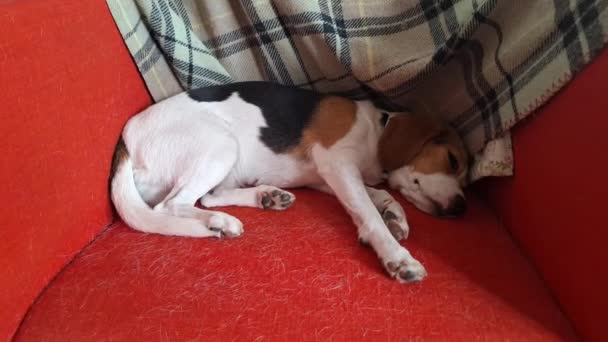 Koira lepää punaisella tuolilla. Beagle lepää punaisella nojatuolilla. Istuin on täynnä koirankarvoja. Koiranhoidon käsite. - Materiaali, video