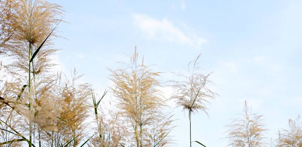 Reed flower with blue sky - Photo, Image