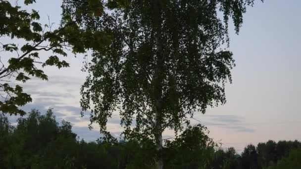 At the clear sky of the dawn, the New Moon shines behind the dark silhouette of a birch green foliage just before sunrise, captured in motion. - Footage, Video