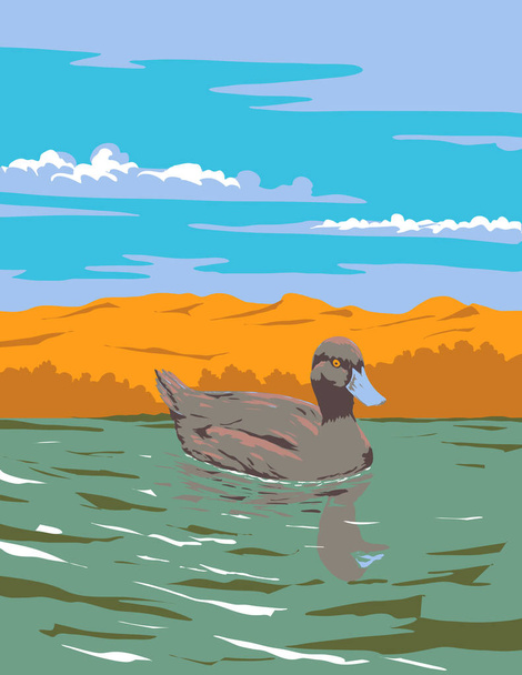 Плакат в стиле арт-деко или WPA голубой утки или плавания Oxyura australis в озере, найденном в южном Квинсленде, Новый Южный Уэльс, Виктория в Австралии, выполненный в стиле управления проектом - Вектор,изображение