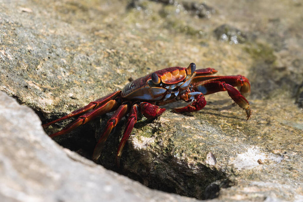 Red Sally Lightfoot Crab (Grapsus grapsus) on rock at the beach in Aruba.  - Photo, Image