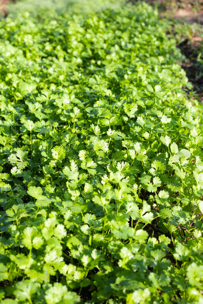 Foglie verdi di pianta di coriandolo in orto - Foto, immagini