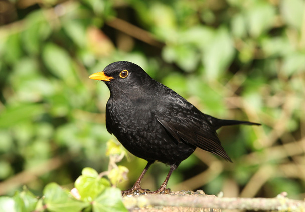 Pájaro negro macho
 - Foto, imagen