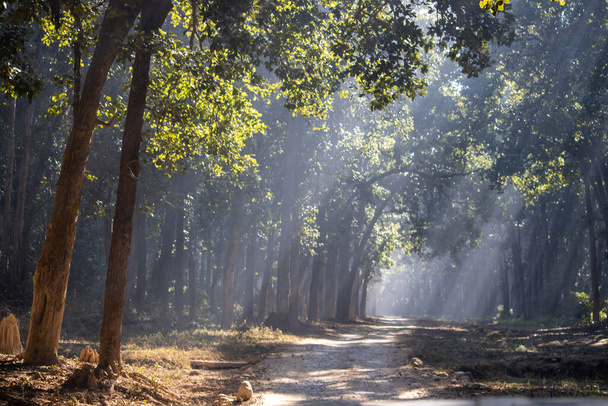 Les ožívá v objetí krásných slunečných dnů.Vysoce kvalitní obraz - Fotografie, Obrázek