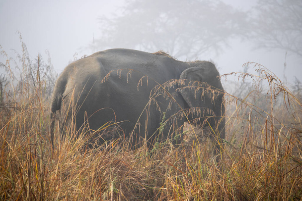 In het hart van James Corbett National Park, majestueus en wijs, de olifanten weven verhalen van de wildernis gratie. - Foto, afbeelding