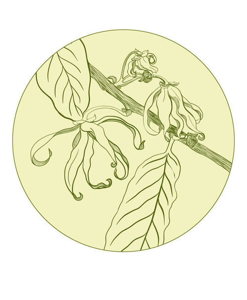 Impianto Ylang-ylang in una cornice rotonda. Immagine vettoriale medicinale, profumeria e piante cosmetiche. Integratori. Stile di vita sano. - Vettoriali, immagini