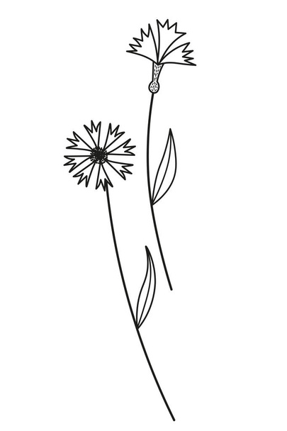 コーンフラワーワイルドフラワースケッチ手描きベクターイラストは,背景を隔離しました. 印刷物,カード,ポストカード,ロゴのためのワイルドブルーの花のデザイン要素.植物植物と自然,ナップスされた日,医療用ハーブ - ベクター画像