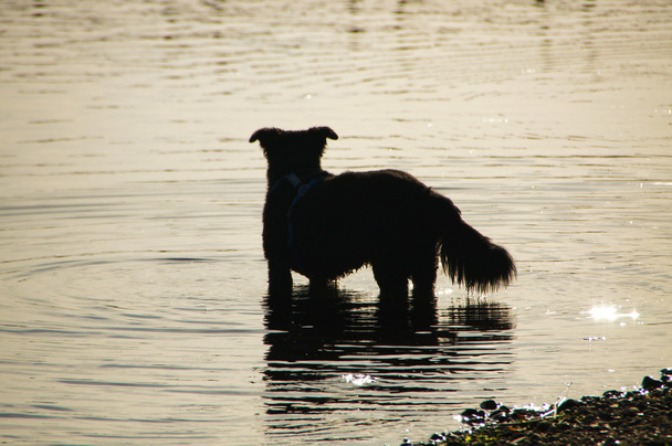 Waterhond - wasserhund - Foto, afbeelding