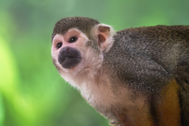 Ortak sincap maymun (Saimiri sciureus) - Fotoğraf, Görsel