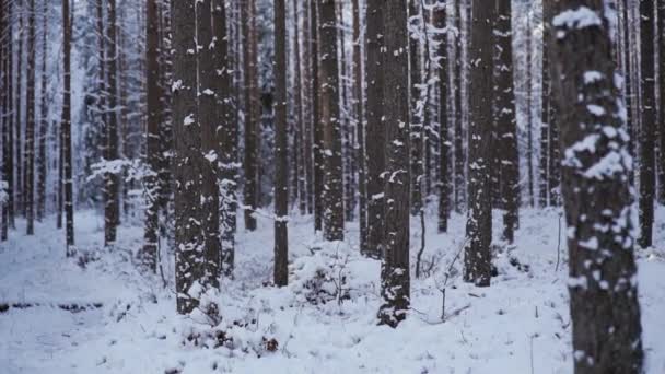 Winterbos. Met sneeuw bedekte bomen in het bos. - Video