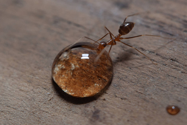 Mieren en bladluizen op een witte achtergrond. Macro foto. - Foto, afbeelding
