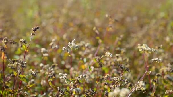 Campo agrícola de trigo sarraceno en flor. Plantas de trigo sarraceno creciendo contra el sol brillante verano - Metraje, vídeo