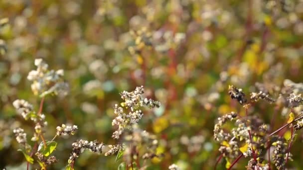 フィールド内のバックウィート植物の閉鎖. 夜に咲くバックウィートの農業分野 - 映像、動画