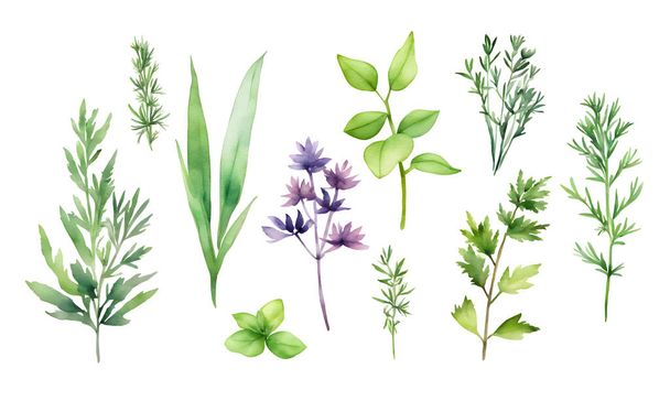 Set di foglie ad acquerello e vettori di erbe, elementi di design botanico isolati su sfondo bianco. Illustrazione vettoriale - Vettoriali, immagini