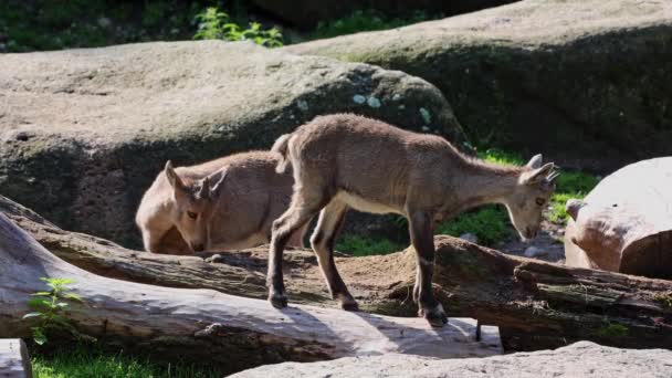 Maschio di montagna stambecco o capra stambecco seduto su una roccia in un parco tedesco - Filmati, video