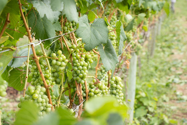 несколько гроздьев зеленого винограда на винограднике - Фото, изображение