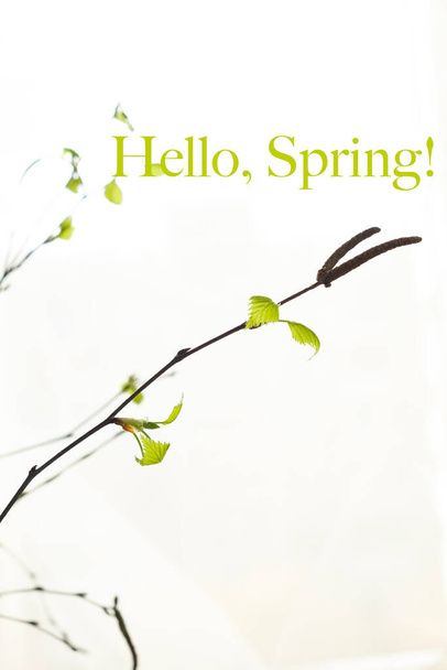 Text Hallo Frühling und ein Birkenzweig mit jungen Blättern auf weißem Hintergrund. Unschärfe und selektiver Fokus, vertikales Foto - Foto, Bild