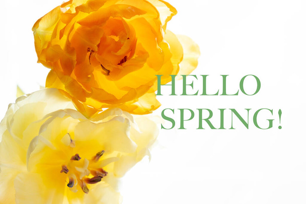 Texto Hola tulipanes primavera y amarillo con pétalos transparentes. Flores pastel florecientes, fondo floral festivo, marco completo - Foto, imagen
