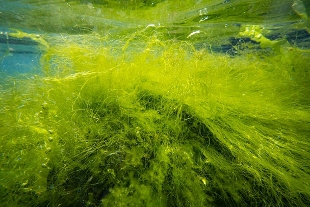 ulva green thicket on coquina stone make air bubble, littoral zone underwater snorkel, oxygen rich clear water surface reflection, low salinity Black sea saltwater biotope, torn algae mess, summertime - Photo, Image