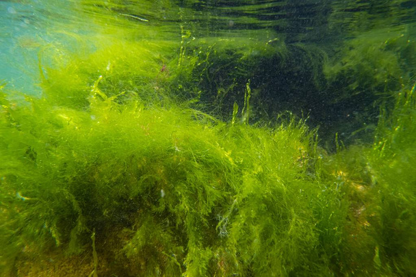 ulva green algae in low salinity Black sea biotope, coquina stone landscape, littoral zone underwater snorkel, oxygen rich clear water reflection, laminar flow, sunny summertime, healthy ecology - Photo, Image