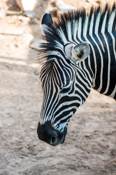 Zebra, Thaiföld portréja - Fotó, kép