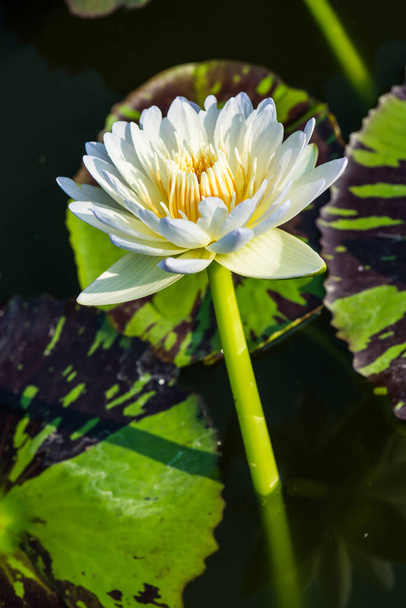 Λευκό λουλούδι λωτού στη λίμνη νερού, Ταϊλάνδη - Φωτογραφία, εικόνα