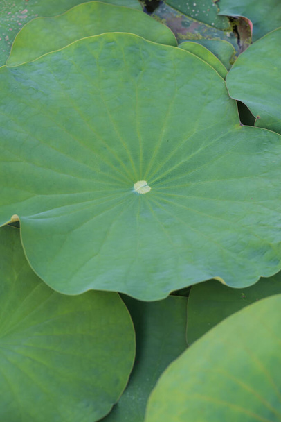 Texture of lotus leaf, Thailand - Photo, Image