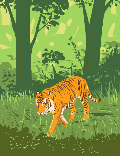 Cartel Art Deco o WPA de un tigre o Panthera tigris merodeando en la Reserva del Tigre de Kanha o en el Parque Nacional Kanha-Kisli en Madhya Pradesh, India hecho en estilo de administración de proyectos de obras - Vector, imagen