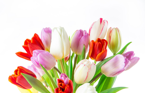 tulips over white background - Foto, Imagen