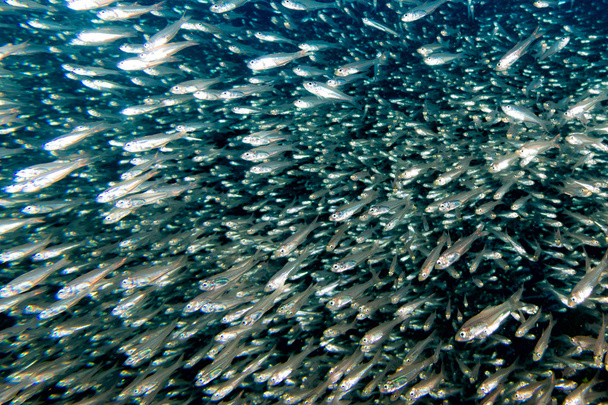 Glass fishes giant bait ball moving underwater - Photo, Image