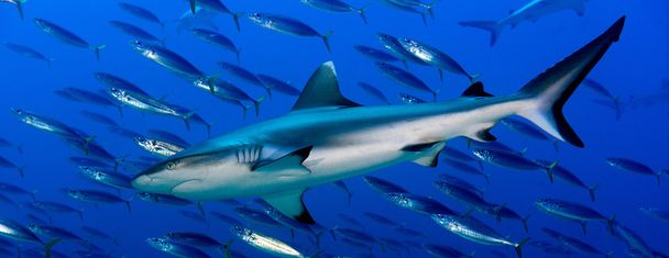 Gri köpekbalığı jaws sualtı saldırmaya hazır portre kadar kapatın - Fotoğraf, Görsel