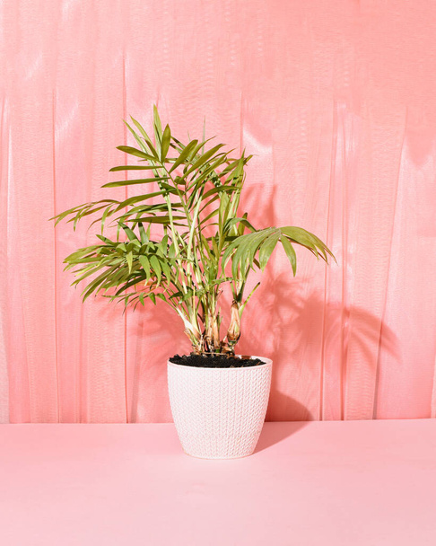 Exotische, tropische Zimmerpflanze in pastellpfirsichrosa Interieur, elegante natürliche Komposition. - Foto, Bild