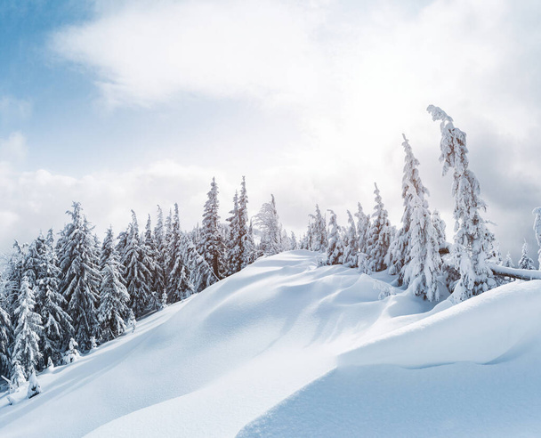 Güneş ışığıyla parlayan sihirli beyaz şeritler. Dramatik ve muhteşem kış manzarası. Karpatlar 'ın yeri, Ukrayna, Avrupa. Çapraz işlem filtresi, retro ve vintage tarzı. Instagram tonlama etkisi. Güzellik dünyası. - Fotoğraf, Görsel