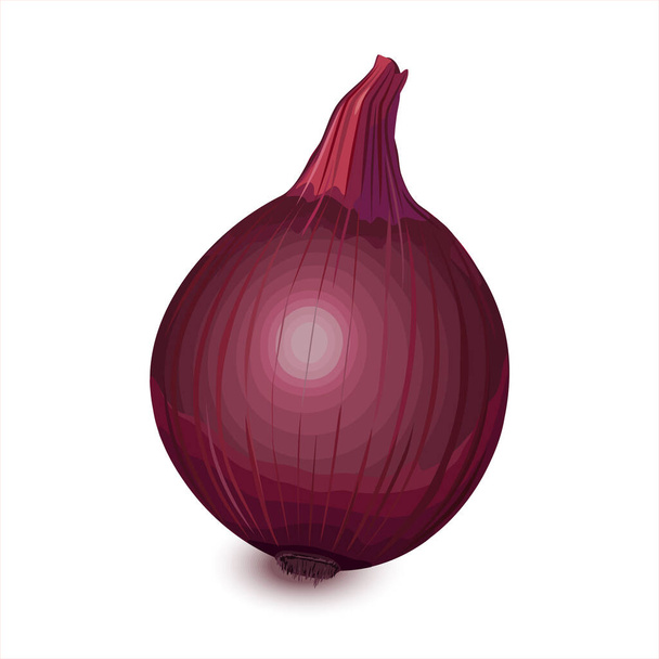 Realistic whole red onion, spicy vegetable. Healthy food, raw bulb, used in various cuisines. Organic farm fresh vegetables for cooking culinary dishes. Vector illustration Isolated on white - Vector, Image