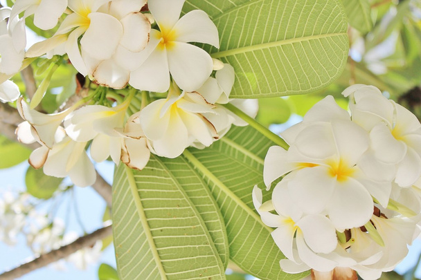 Árbol de flores tropical frangipani
 - Foto, imagen