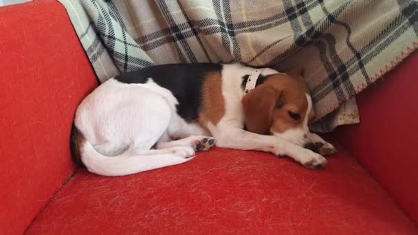 Słodki pies gończy, śpiący na czerwonym siedzeniu. Trzykolorowy pies beagle spoczywający na fotelu w salonie. - Materiał filmowy, wideo