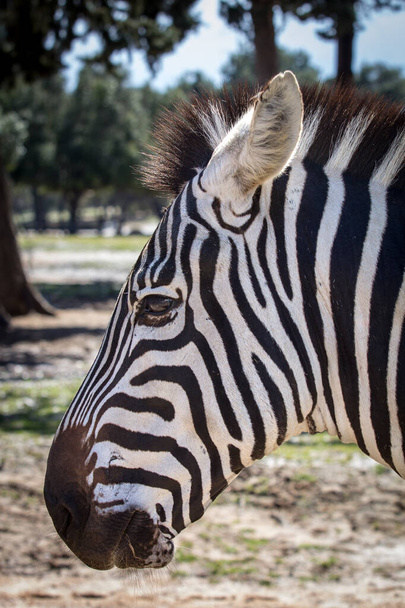 Szoros lövés egy zebra arc oldalról az állatkertben; Gyönyörű állat a szafari - Fotó, kép