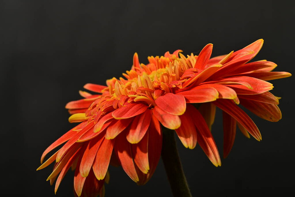 mooie bloem, close up uitzicht - Foto, afbeelding