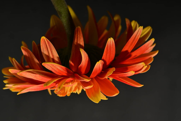 mooie bloem, close up uitzicht - Foto, afbeelding