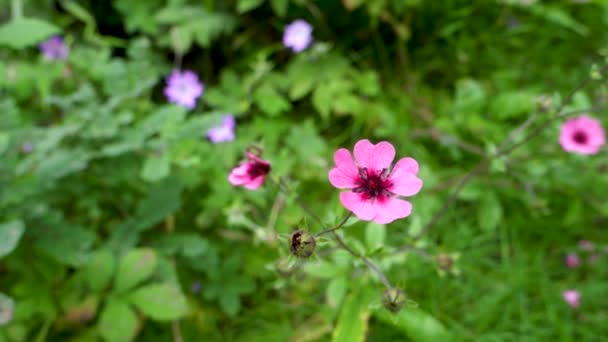 An top shot of Potentilla nepalensis Ron McBeath pink flower in isolation . Indian forest. - Video, Çekim