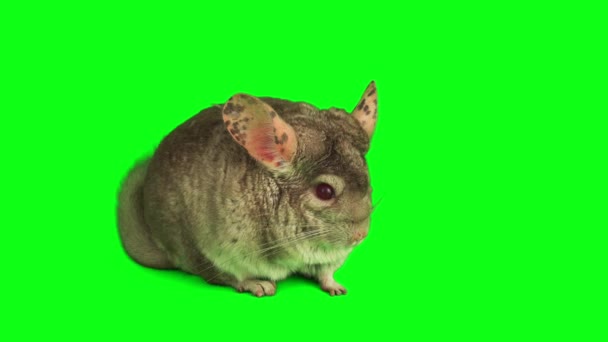 chinchilla set geïsoleerd op groen achtergrond scherm - Video