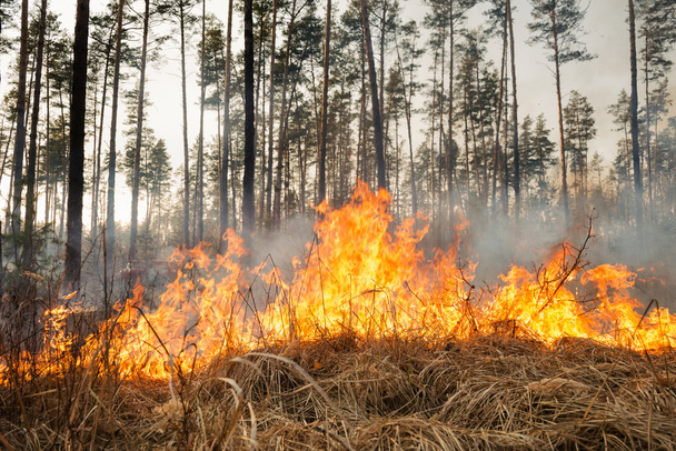Avvio di incendi boschivi in pinete
 - Foto, immagini