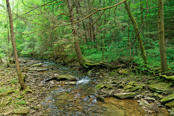 Aguas poco profundas que fluyen a través y alrededor de un terreno rocoso y rocoso con raíces expuestas en árboles maduros a lo largo de la costa del arroyo en el bosque en verano - Foto, imagen